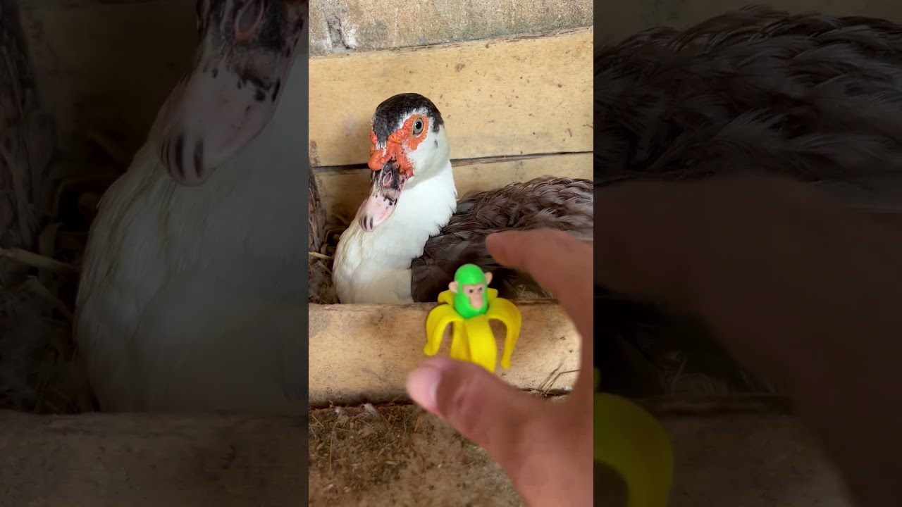 NO Way..😱The Duck Bit Me👉🦆for a Chimpanzini Bananini! 