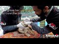 Dog's neck torn open saved by surgery