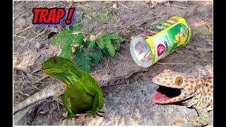 Super Amazing Trap Making\How To make Trap Using Coca Cola Bottle For Lizards And Snake