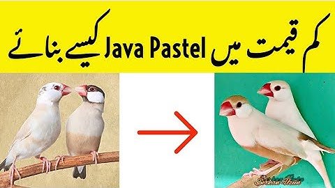 How to Produce Pastel Java in Low Cost | Pastel and Fawn Java Working | Pastel Java Breeding Setup