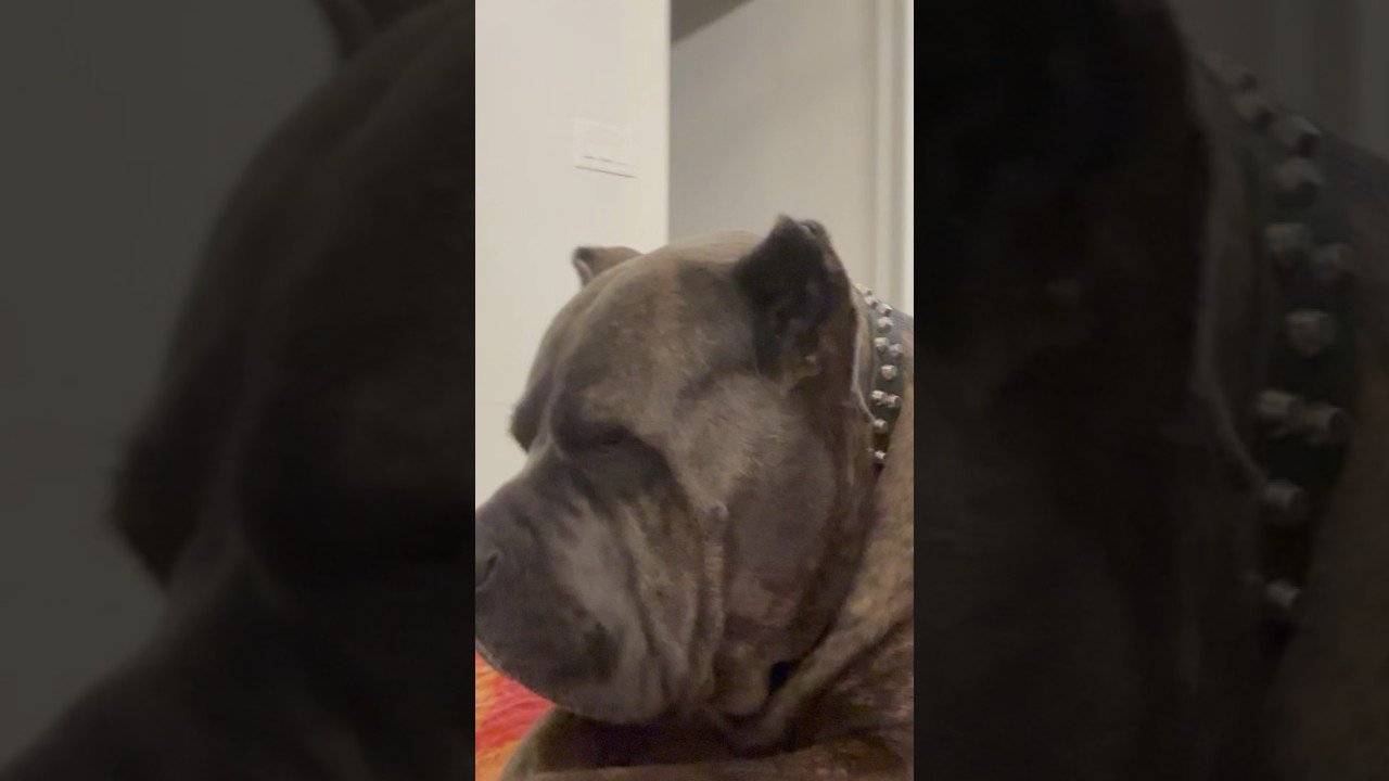 CANE CORSO PROTECTION DOG💕canecorso guarddog italianmastiff shorts