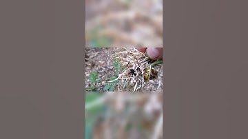 This Is Why Inoculating Beans, Peas & Vetch Seed With Rhizobia Prior To Planting Is So Important