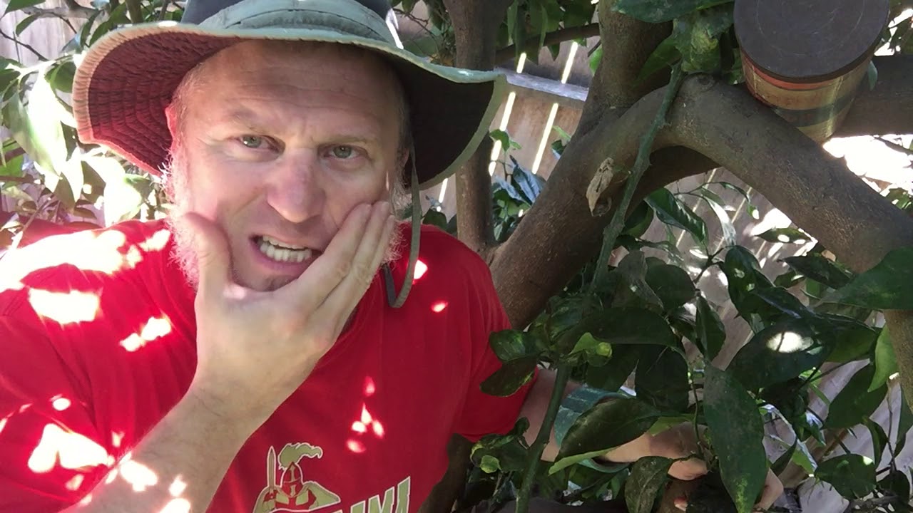 Shelter in Place, Paul's story Day 33 YouTube