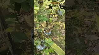 দেশসেরা ফল রাম্বুটান #fruit #agriculture #01710863867