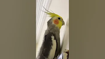 تصفير الكروان Shortvideo Shorts Short Parrot ببغاء كروان 