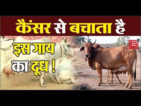 hindi news channel live देसी गाय विदेशी गायों पर भारी: वल्लभभाई कथीरिया