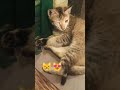 cute 😻😸🐈😿😾😾😽😼😺😹✅📶😭😂 #cat #catmemes #shorts #funny #viral
