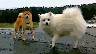 Kemi tand Vis stedet 073' My Japanese Spitz meets the Shiba Inu (柴犬 ?) - YouTube