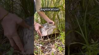 Every Rock in Our Game Is Real  #cozygames #gaming #adorableadventures