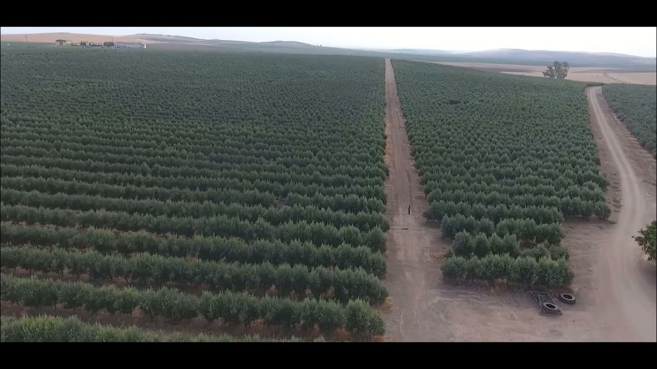 طريقة تجهيز وغرس 5 هكتارات بالزيتون بدعم 100% من الدولة