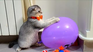Kitten and burst balloons Adventure  #meow
