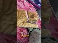 #love #entertainment #mycatmylove #cutecat