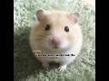 his cheeks are so num²-able lol #heeseung#chisa4me#hamster#fyp#enhypen#engenes#capcut#cutie#seven