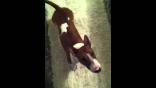 Tył Ciąg Dalszy Miniature Bull Terrier