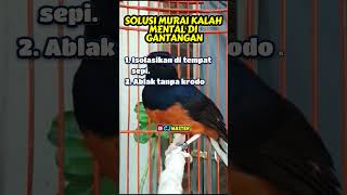Download Lagu SOLUSI MURAI KALAH MENTAL DI GANTANGAN #rawatanmuraibatu #muraibatugacor #muraibatu MP3
