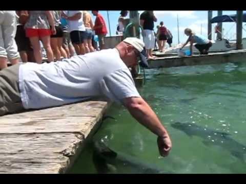 Tarpon Hand Feeding in The Keys 12.avi