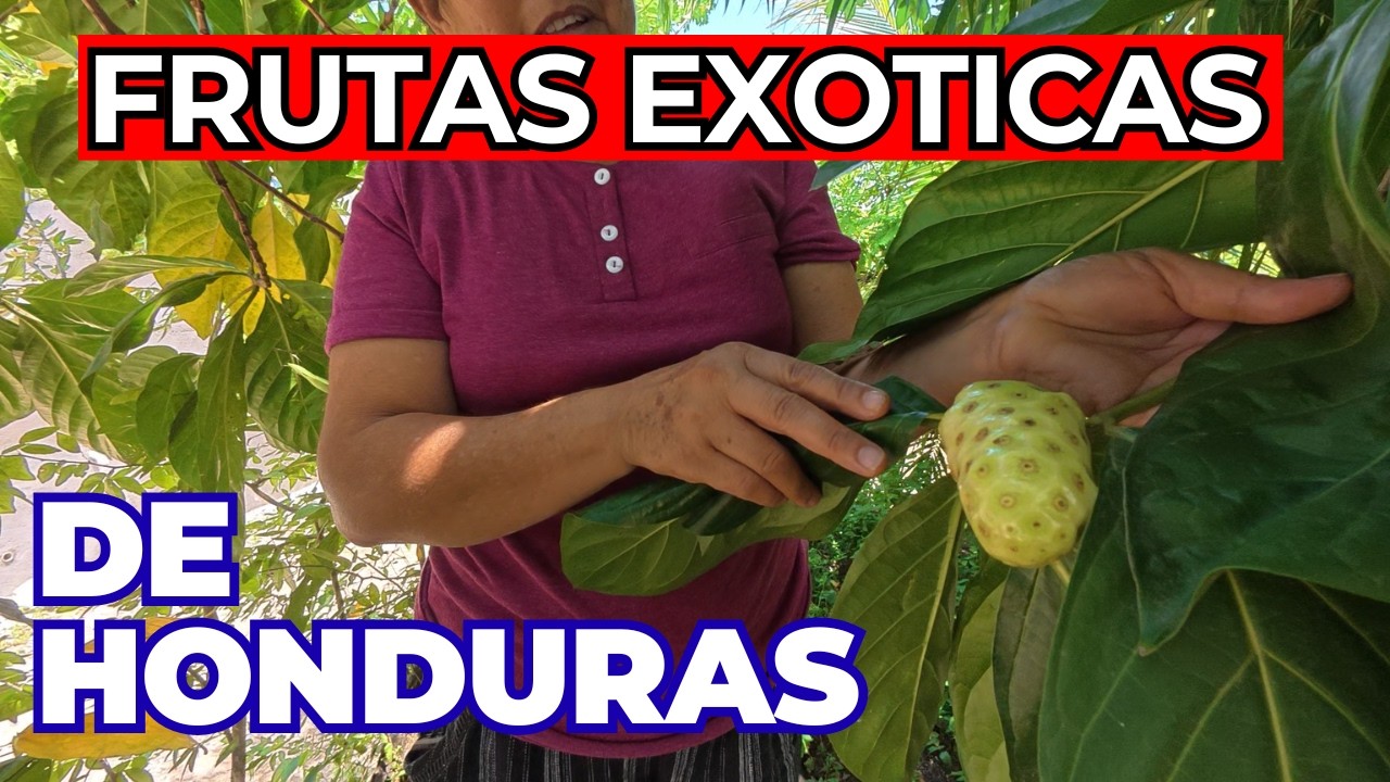 Conoce Las Frutas Exóticas de Honduras 🥥🍍