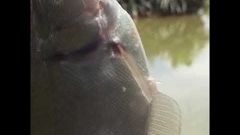 Đi câu được bão cá thác lác khủng lúc về mưa bão ướt mèm