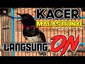 Pancingan Ampuh Kacer Malas Bunyi Terapi Suara Kacer Agar Cepat Gacor Mp3 - Mp4 Download