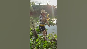 Câu Cá Rô Đồng Sau Cơn Mưa Lớn