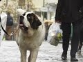 Amba - St Bernard - 3 Week Residential Dog Training at Adolescent Dogs