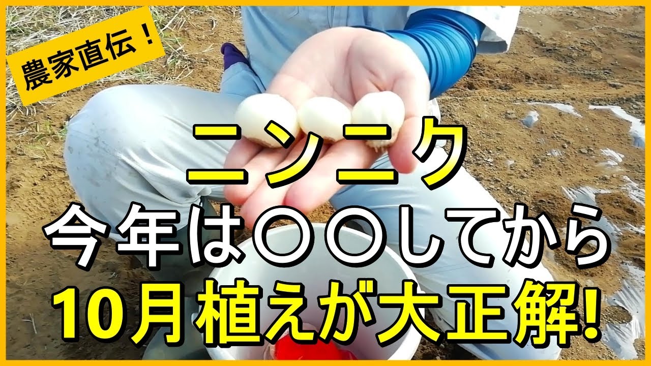 【にんにく栽培】まだ間に合う！植えるのが遅くなった時の植え付けのコツ【有機農家直伝！無農薬で育てる家庭菜園】 25/10/7