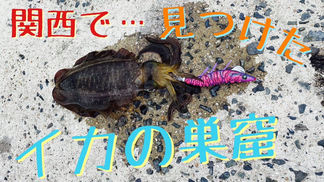 エギング 9月中旬 関西堤防 アオリイカ釣れてますよ アオリイカ コウイカ 烏賊 和歌山 淡路島 兵庫 新子 秋イカ Youtube