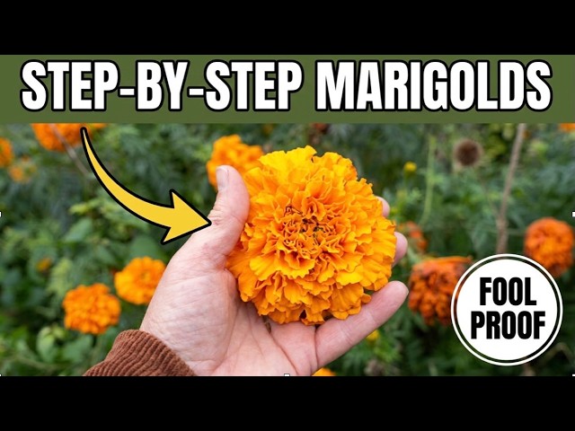 Step -By-Step Marigolds