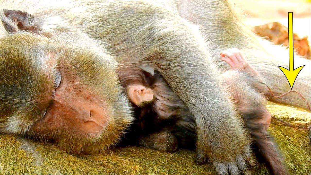 New Born Baby Monkey Of Merri The Cord still With Her Now| 