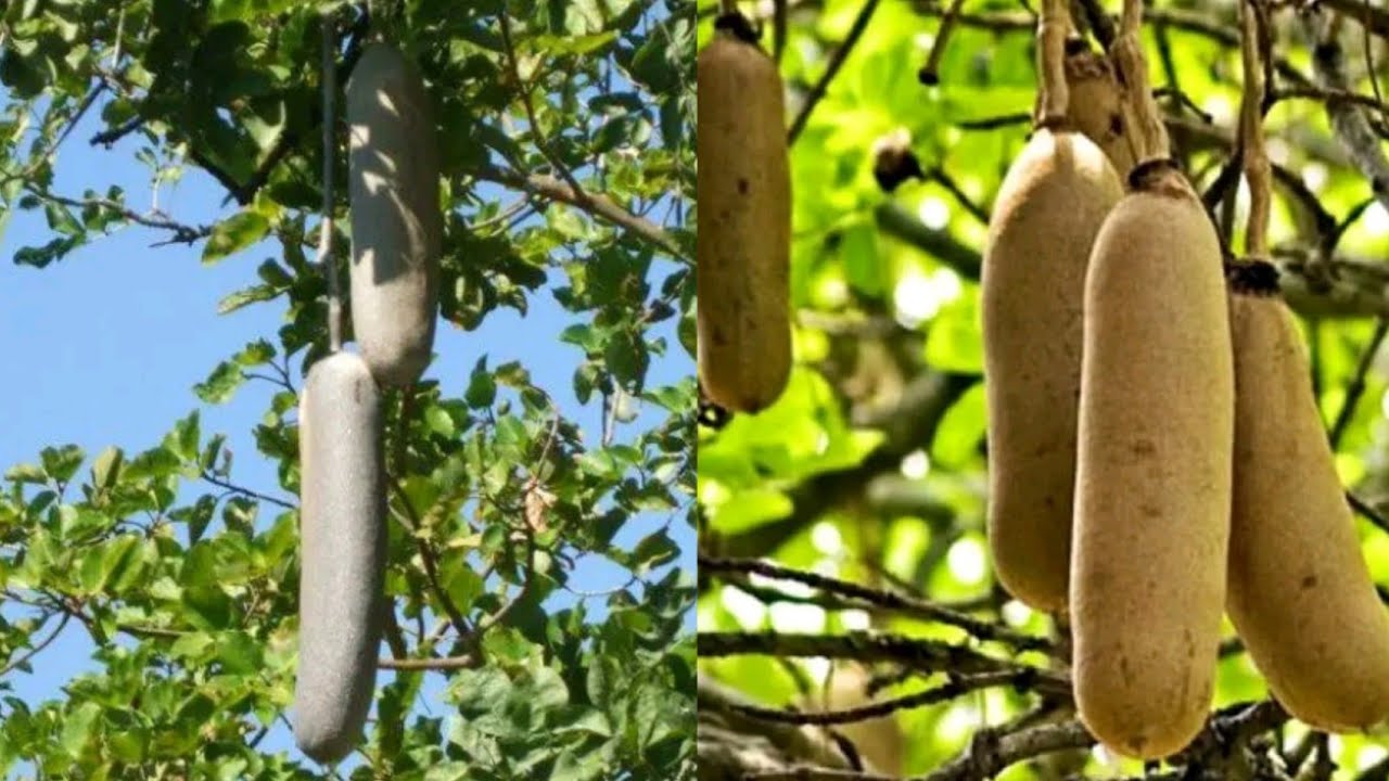How To Use Kigelia Africana For Penis Enlargement