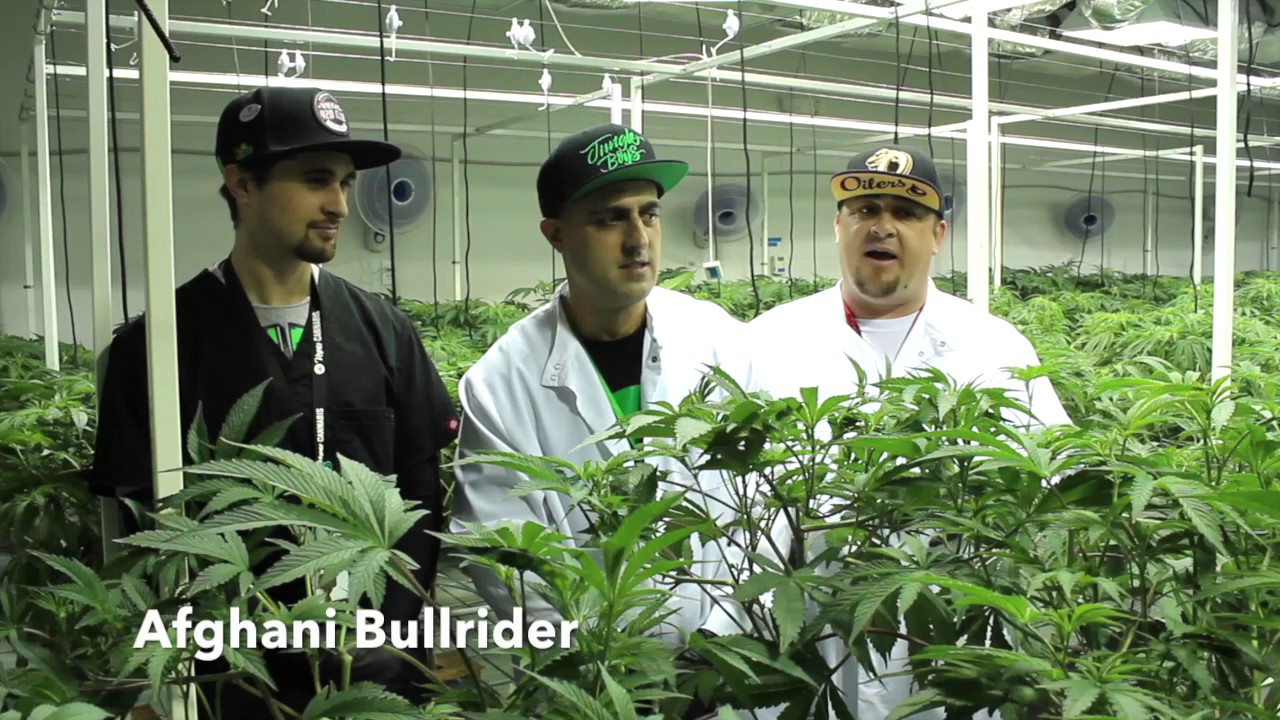 What Cannabis Strains Does Redwood Cultivate?