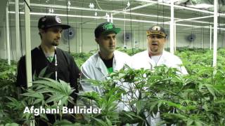 What Cannabis Strains Does Redwood Cultivate?