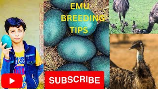 Information Emu  Breeding Tips complete video Guide