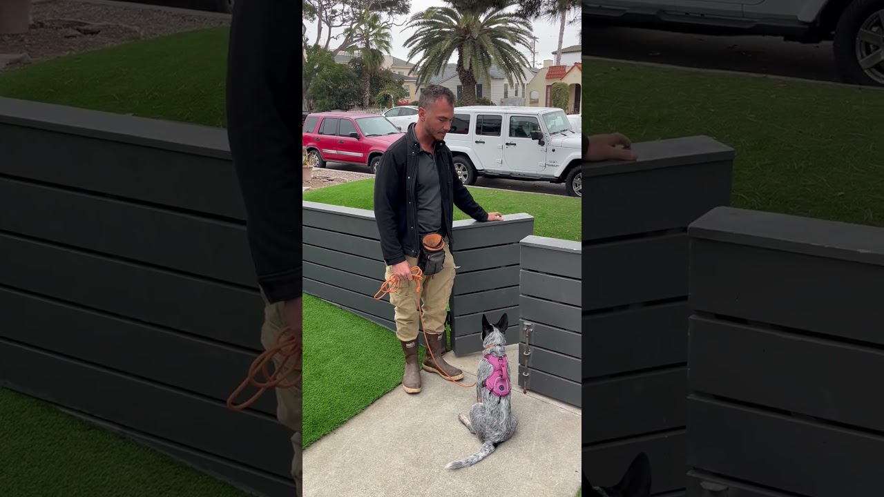 How to stop your dog from running away