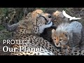 Protect our Planet | Conservation SOS | Cheetah | South Africa