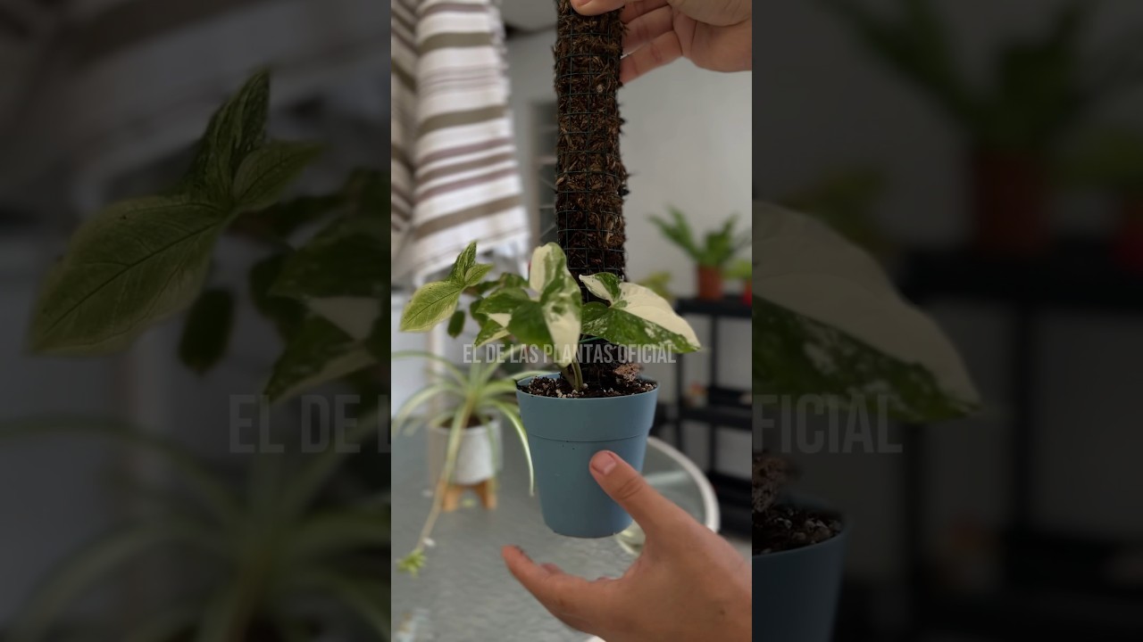 Cómo y cuándo regar una planta en tutor de musgo 