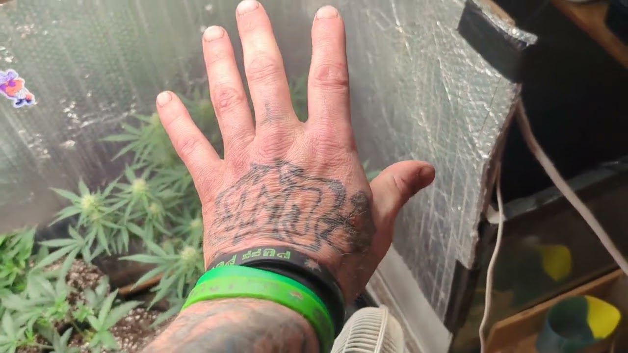 Приходите посмотреть на овощи