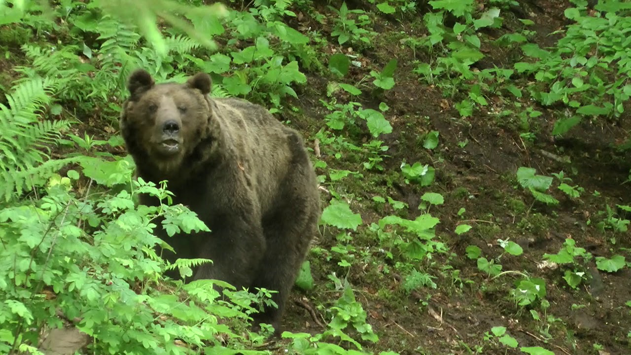 Medved Gašpar na Polane