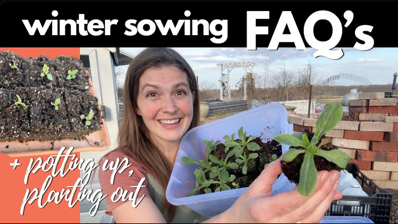 Winter Sowing FAQ's + Up-potting and transplanting plants