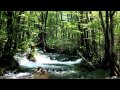 自然の音景色・ブナ林の渓流と小鳥のさえずり・Nature Sound
