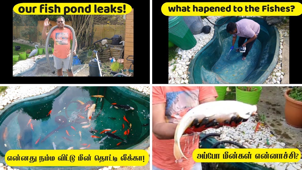 Our Fish Pond leaks Fish Pond Repair Fish Recovery Fish Pond Cleaning
