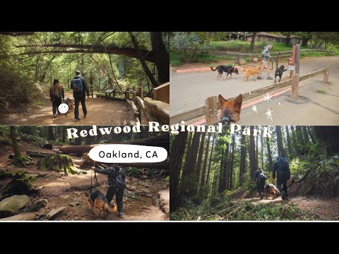 Reinhardt Redwood Regional Park