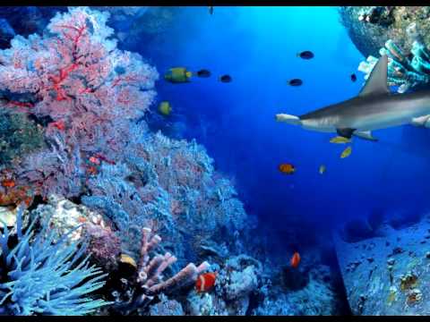 Plongée au coeur de l'océan - YouTube