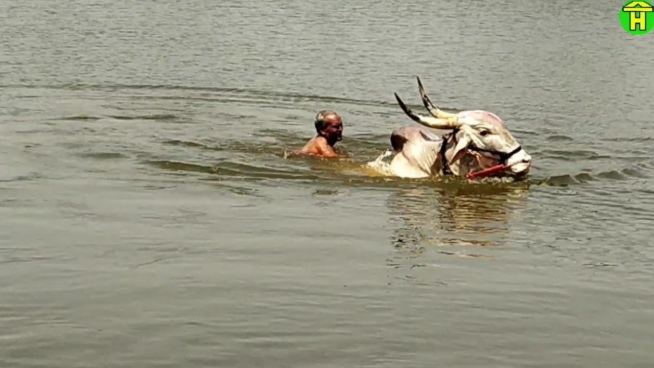  Racing bulls swimming practice The Infohub YouTube