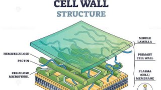 Plant Cell Wallcompositionstructurefunctionsyoutube Shorts