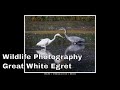 Wildlife Photographer UK - Great White Egret, Green Woodpecker, Dragonflies & Butterflies