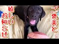 【子犬　保護犬　保護猫　ラブラドール】 ご褒美と嬉しいお知らせです