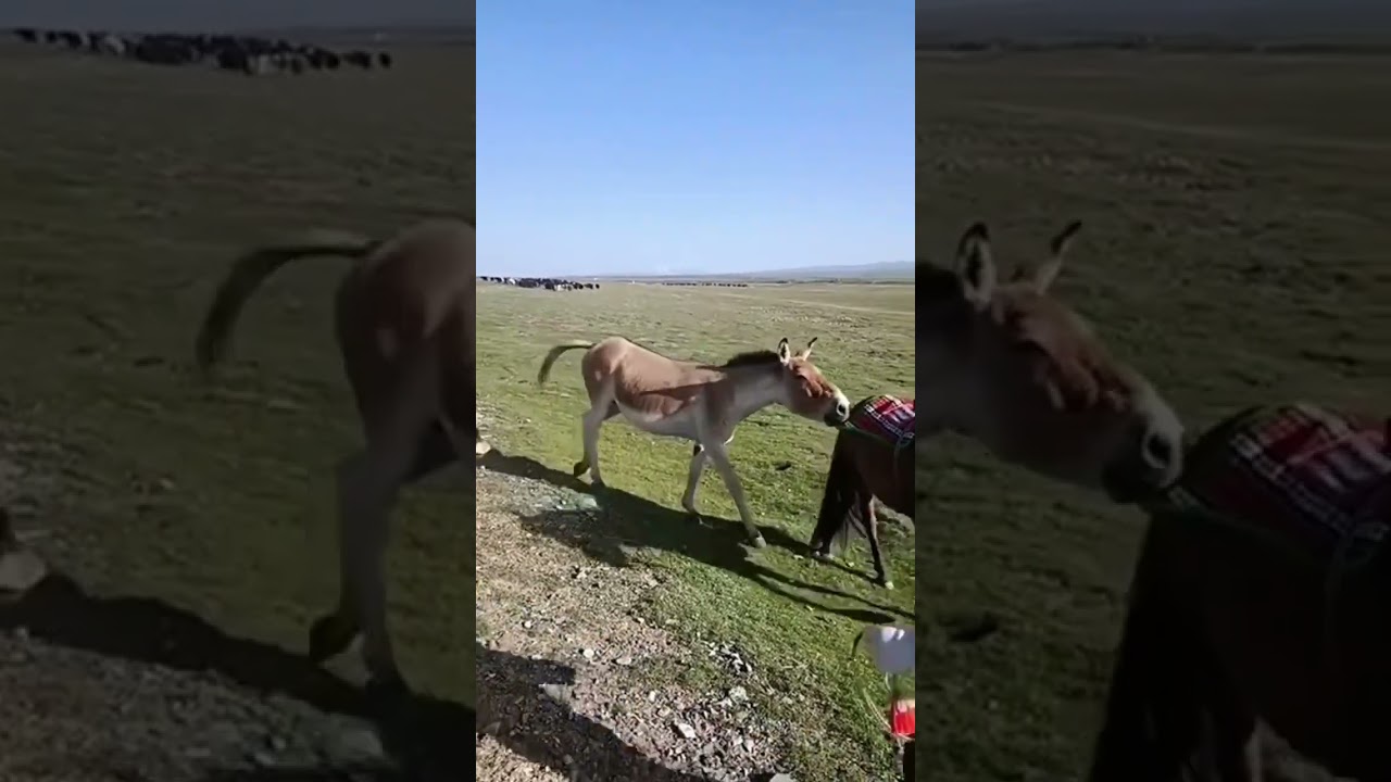 Guarda burro yeguero. fama su YouTube Guarda burro yeguero. fama su YouTube