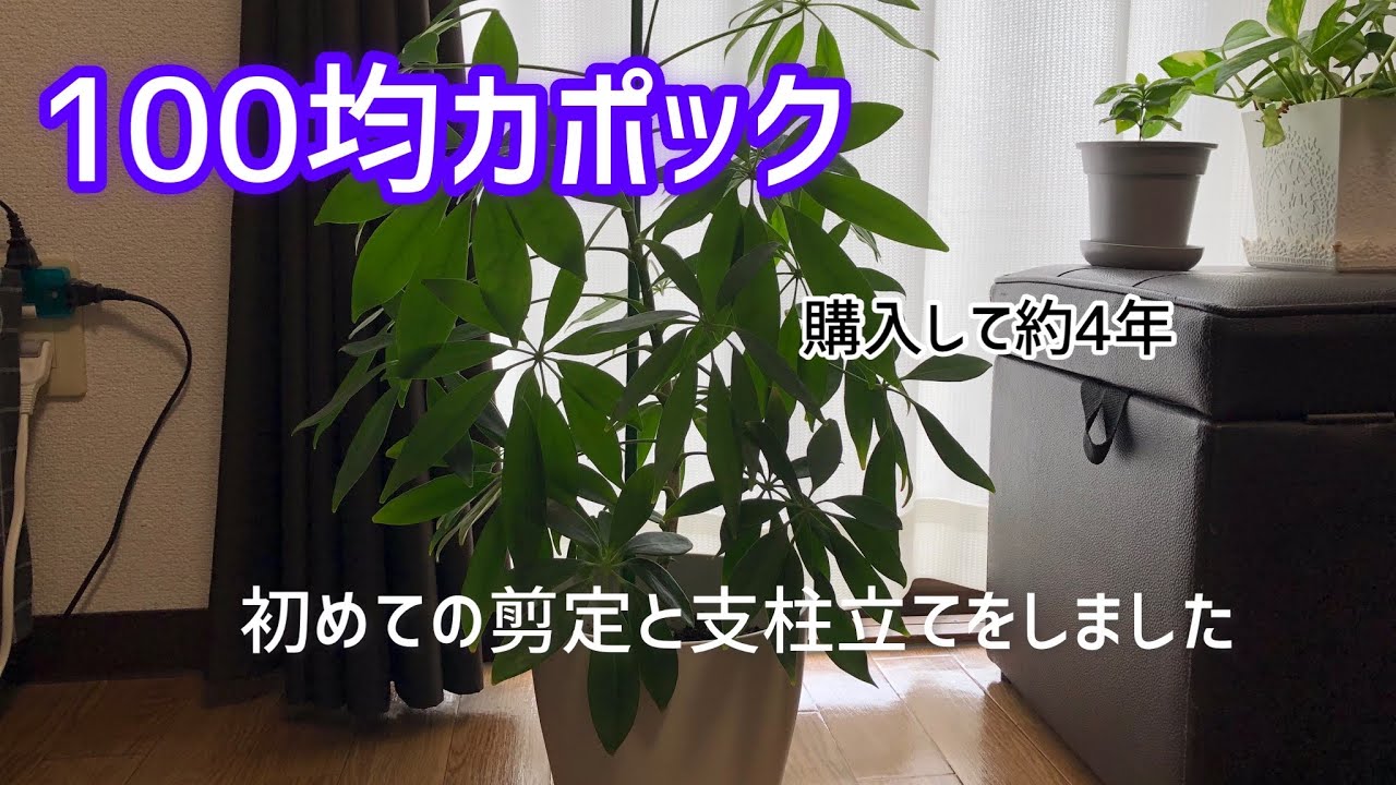 100均カポック 初めての剪定と支柱立て Prune And Prop Up The Houseplant Kapok Youtube