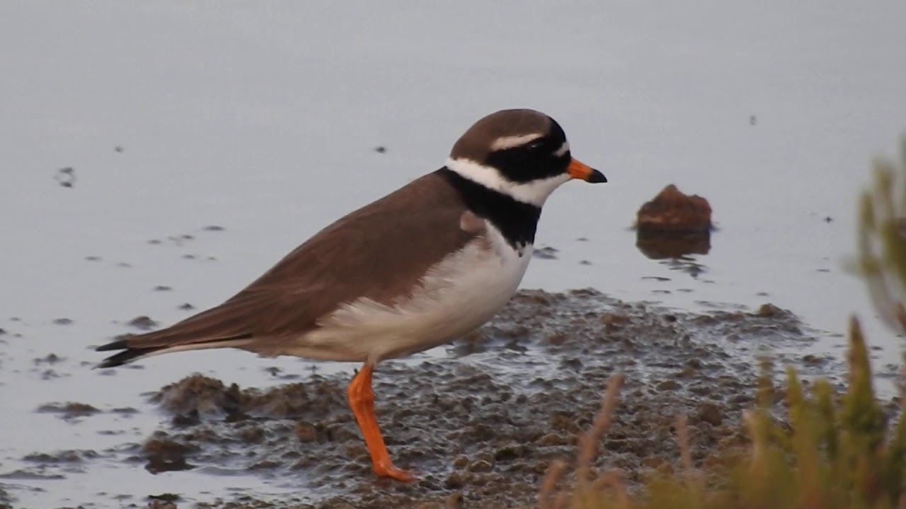 Ringed Plover, Corriere grosso (Charadrius hiaticula) 